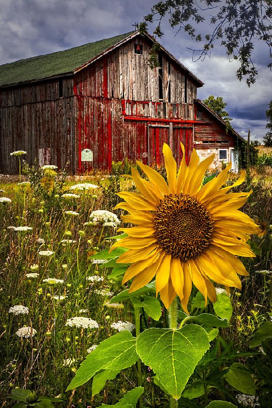 barn-meadow-flowers-debra-and-dave-vanderlaan.jpg