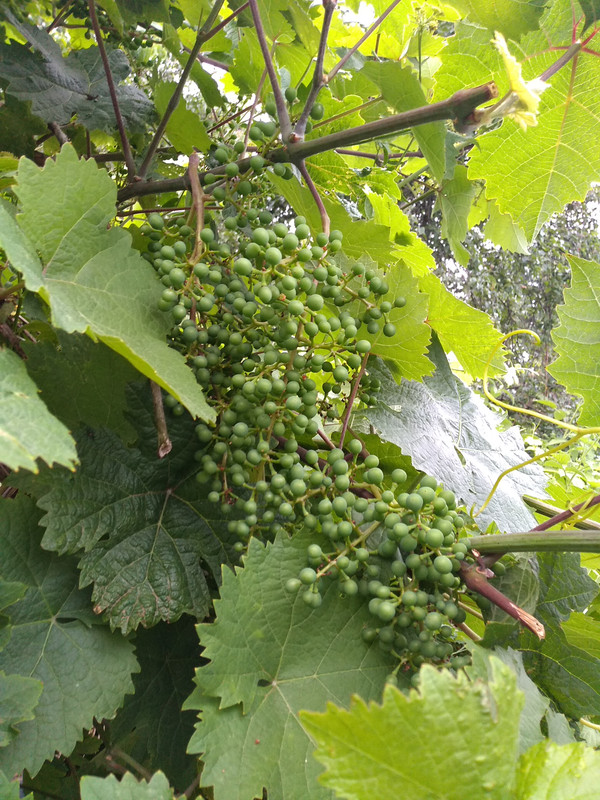 Burgunda modrá