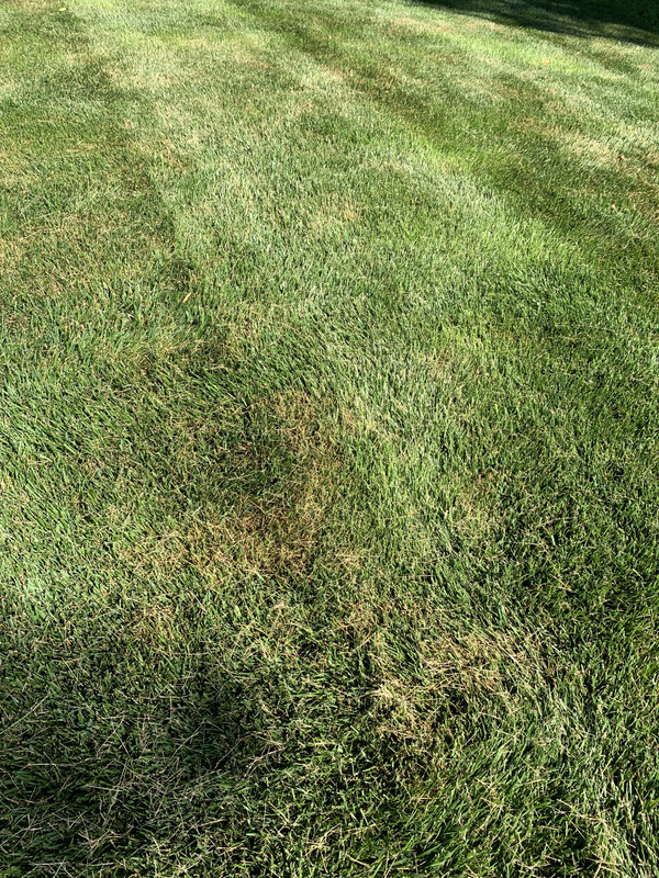 Fungus, heat stress, grubs? | Lawn Care Forum