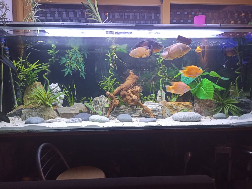 maison pleco 1