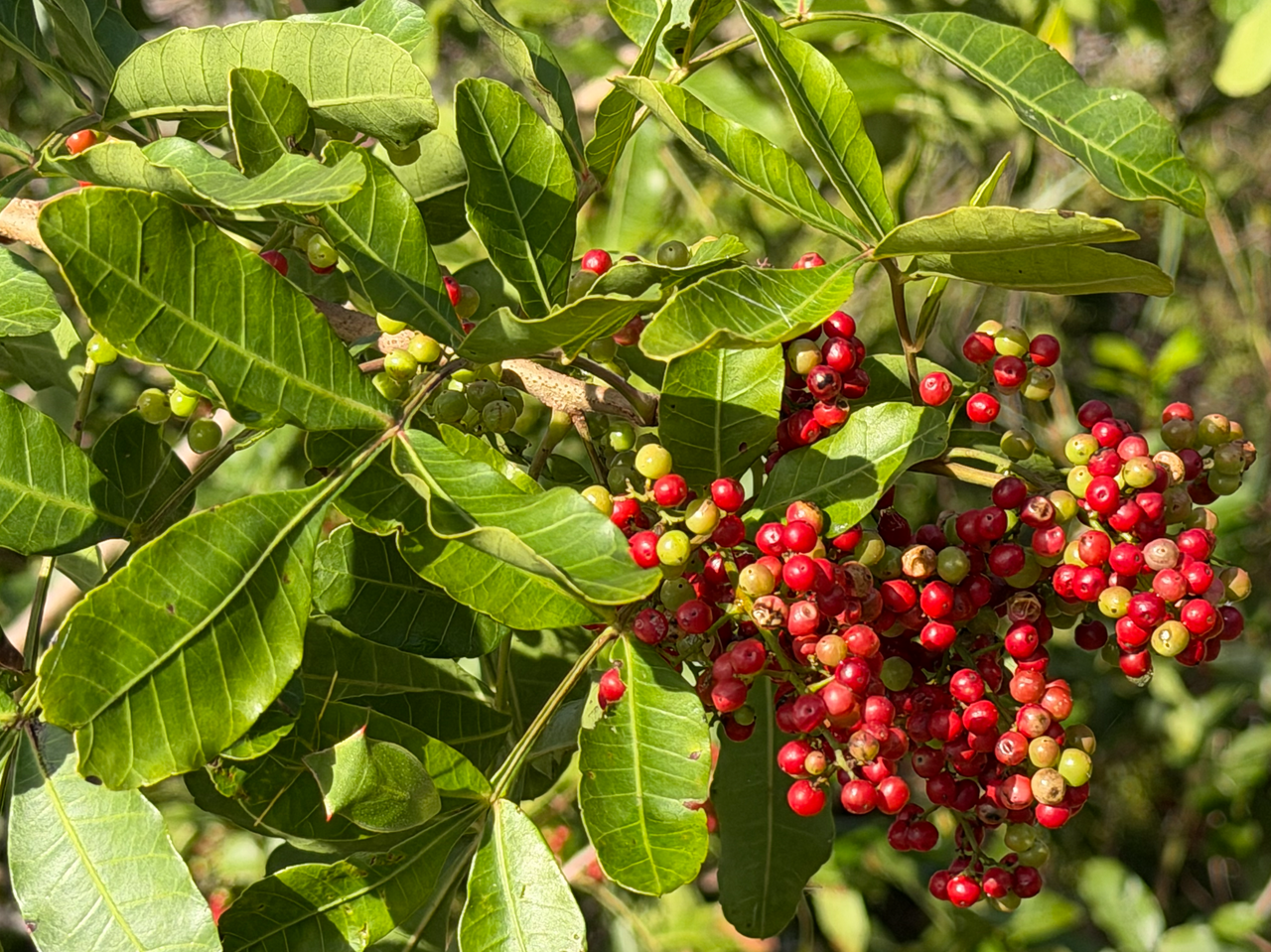 [Image: Jupiter2-Jone3.png]