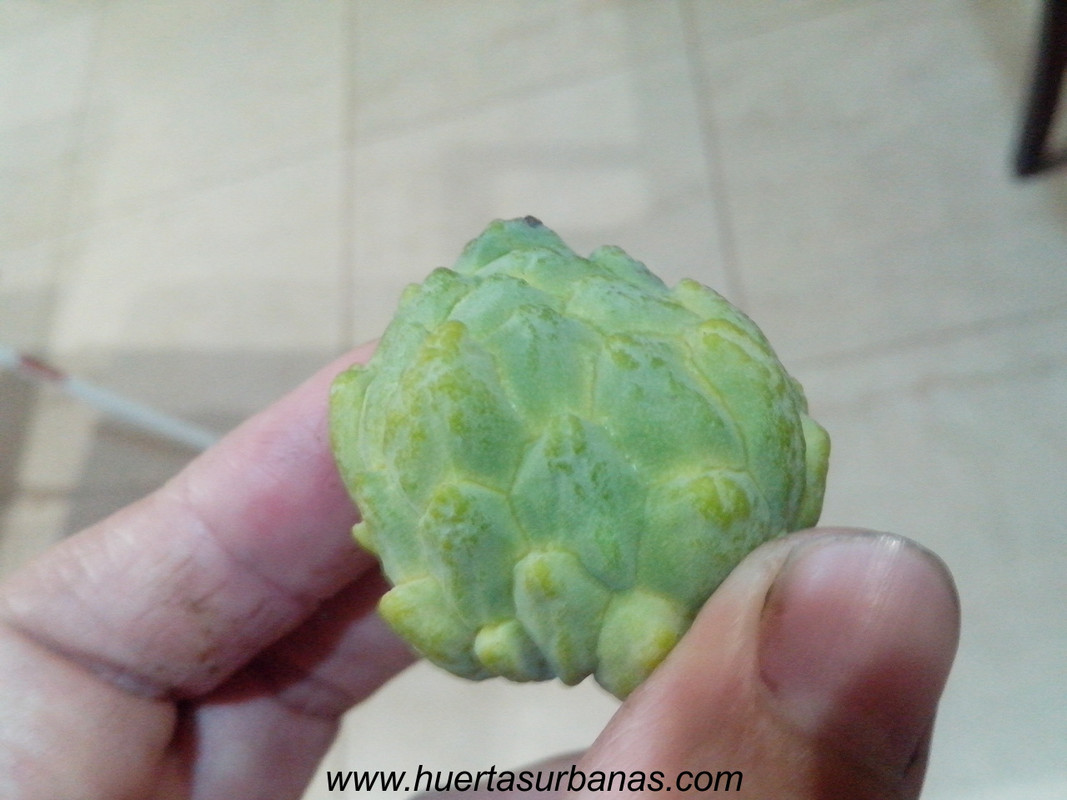 huertasurbanas_com_20180417_210815annona_parviflora_-4