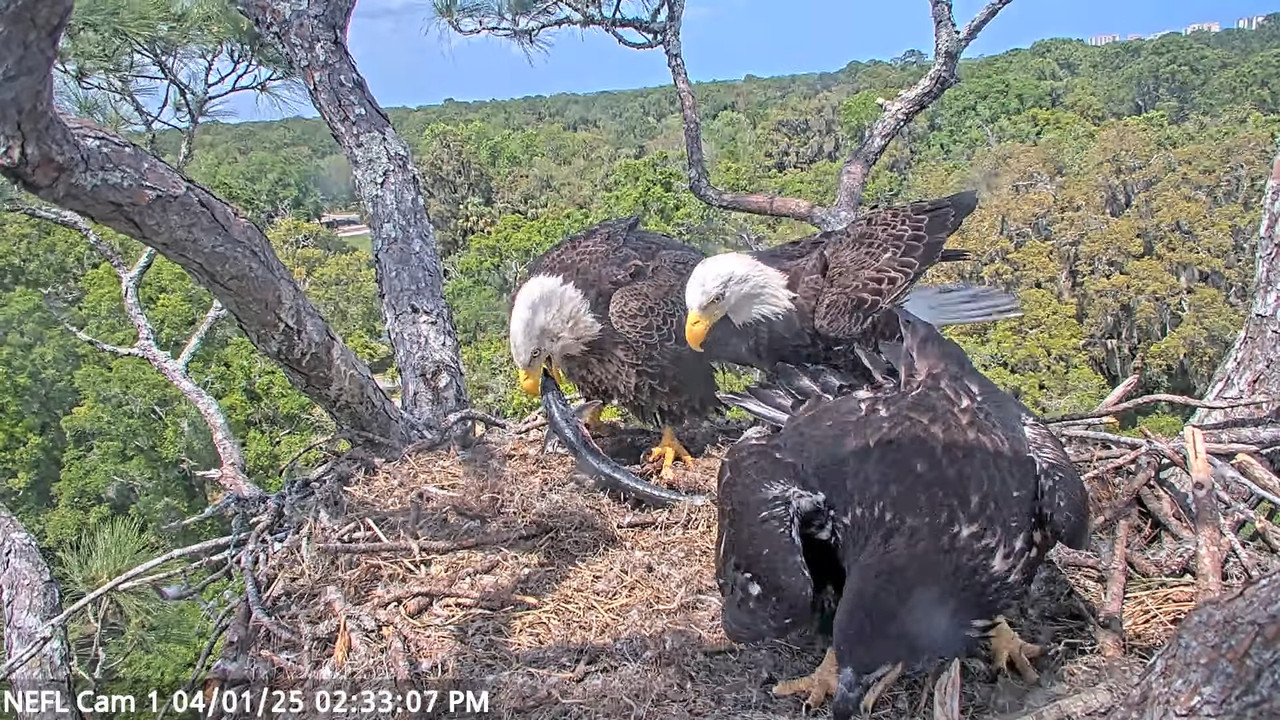 NEFL Cam 1 — tiešraidē Bald Eagle Cam 32-30 screenshot