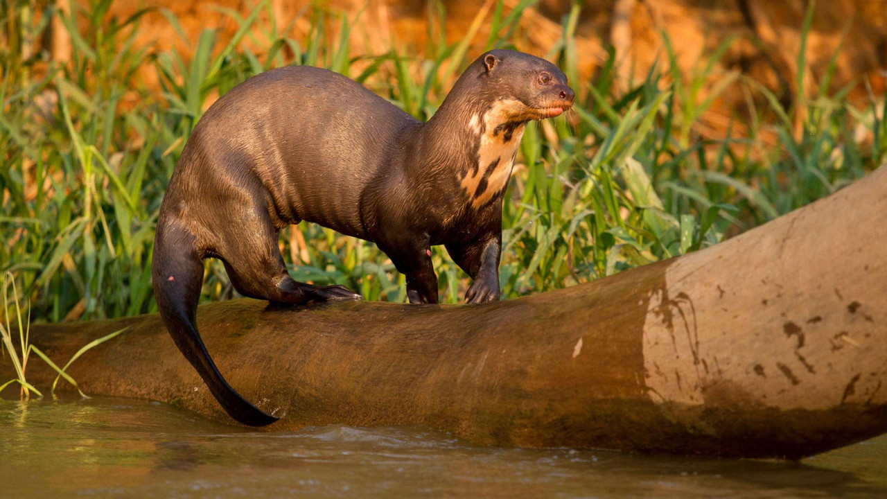 https://i.postimg.cc/MKKWBTBq/loutre-geante-tronc-arbre.jpg