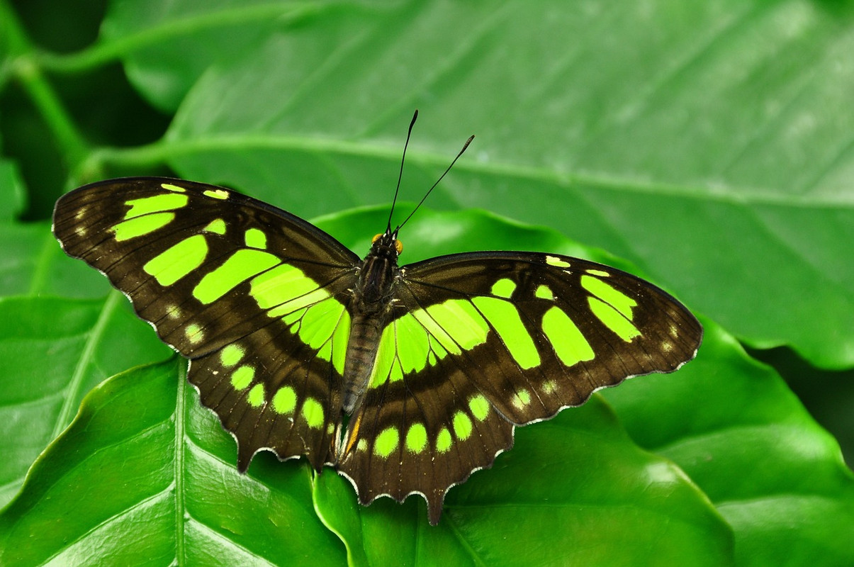 green-malachite-1394297-1280.jpg