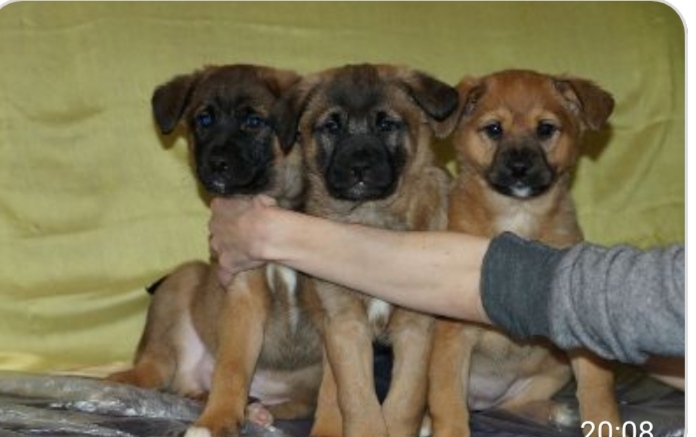 IMG-38f417e05bd8e40f8de98594682403ea-V