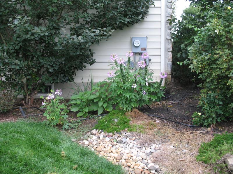 Lawn and Gardens 08.19.2018  (13)