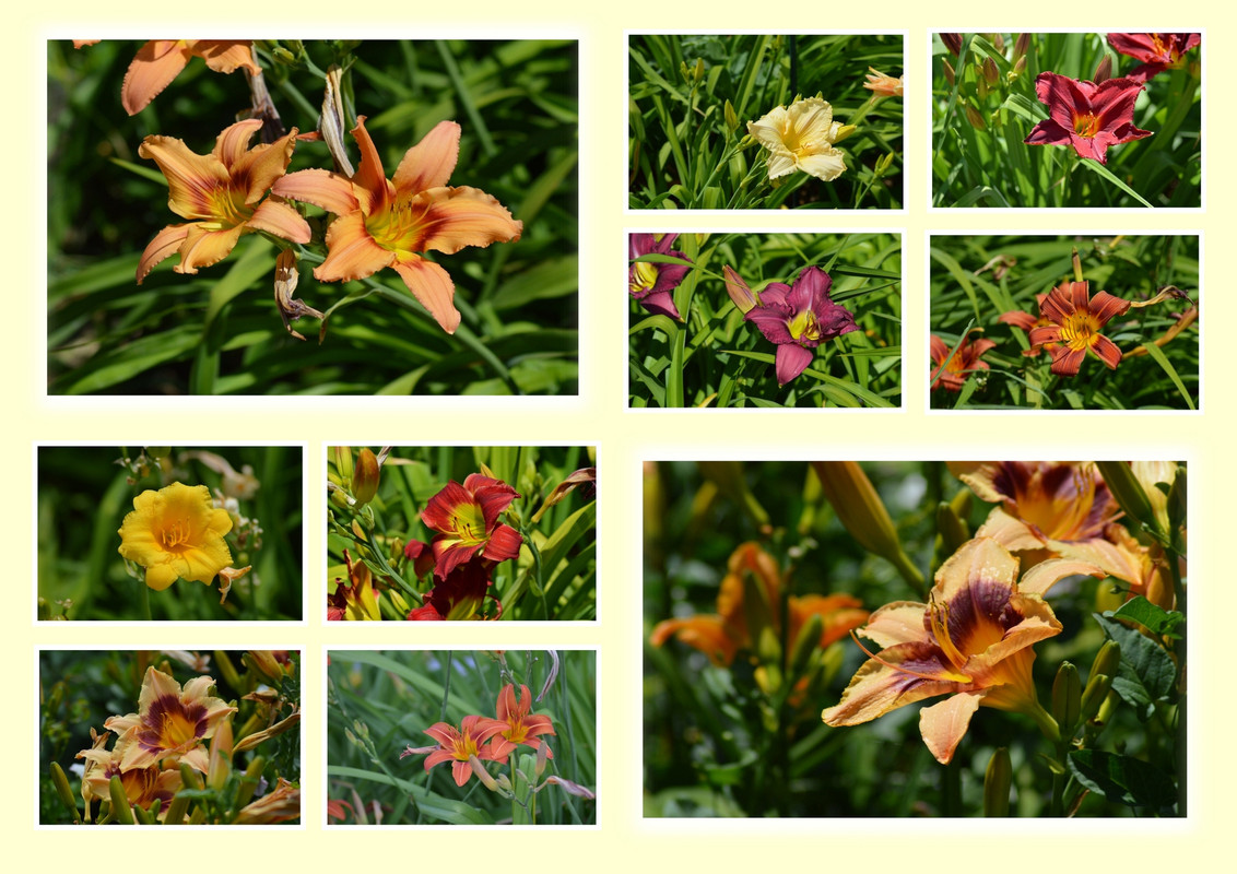 Новый коллаж.jpg 3