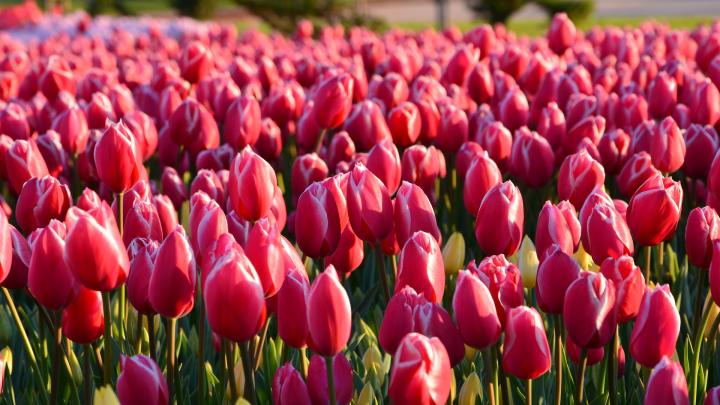 How much sunlight is needed for a tulip