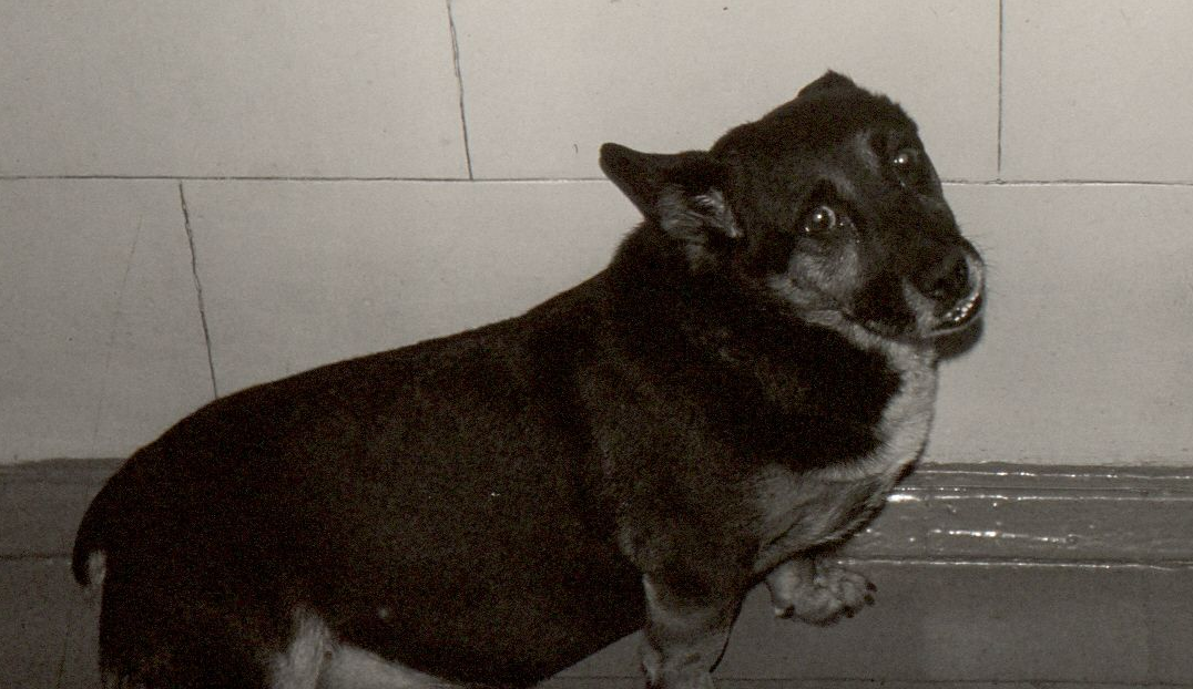 photoeditorsdk-export