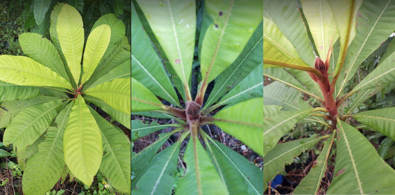 fruit plant id