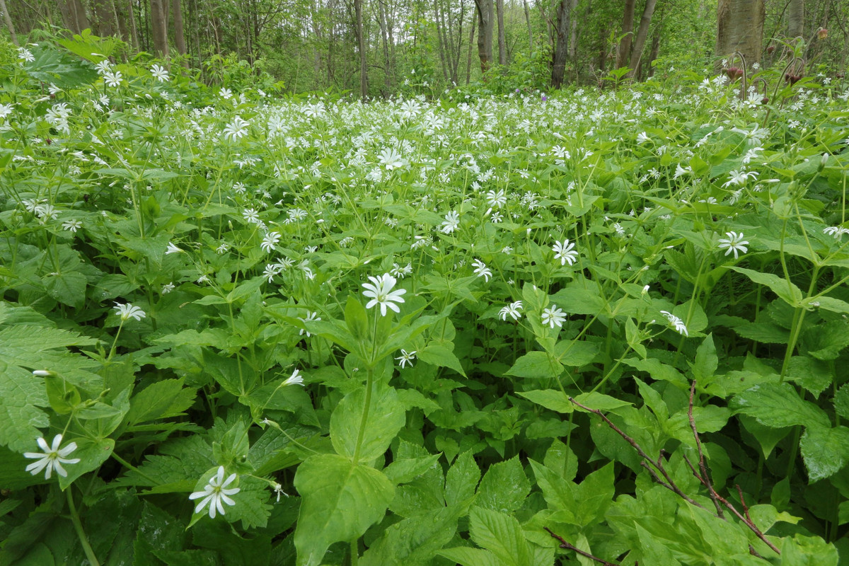 IMG_5593 (2592 x 1728)