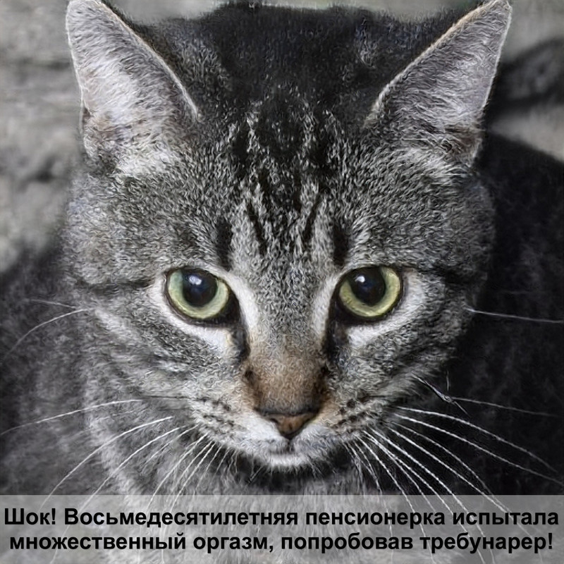 гипоаллергенные кошки лысые