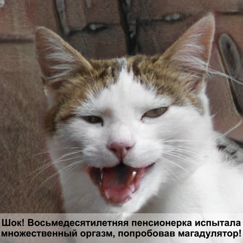 корм брит для кошек влажный