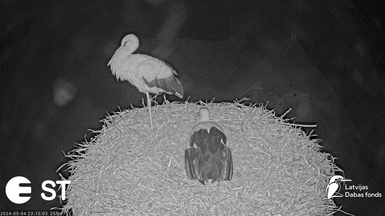 Baltie stārķi (Ciconia ciconia) Tukuma novadā - LDF tiešraide __ White storks in Tukums, Latvia 12-4
