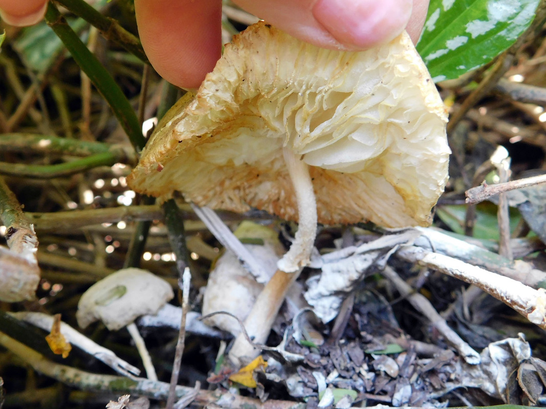 DSCN5185.jpg
