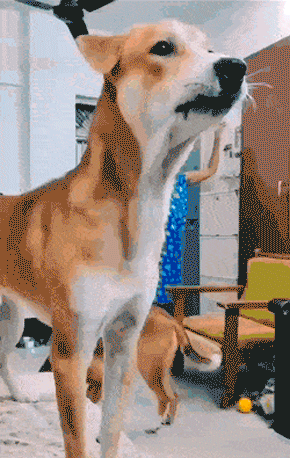 81.gif