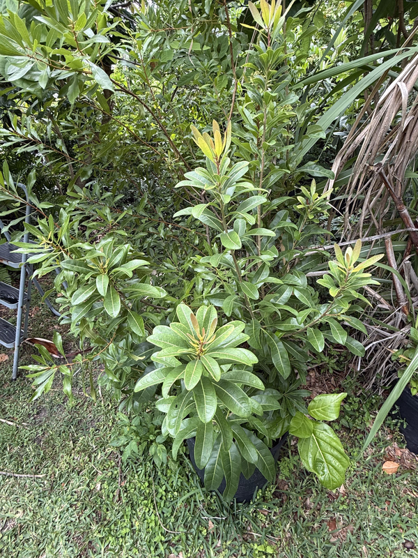 Yangmei Male 426b