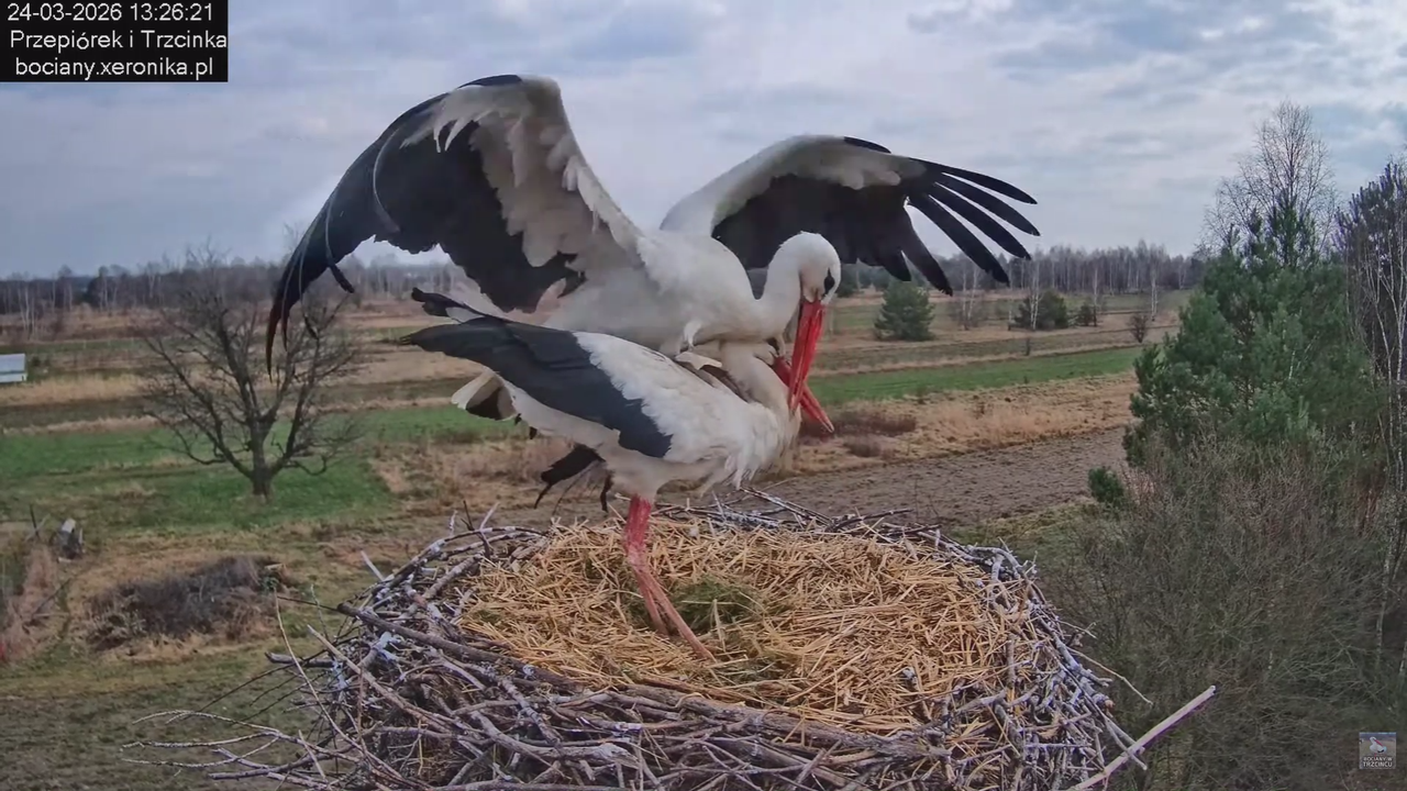 24032026bociany 25