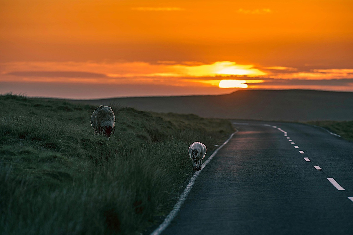Ford Mustang Bullitt (22)