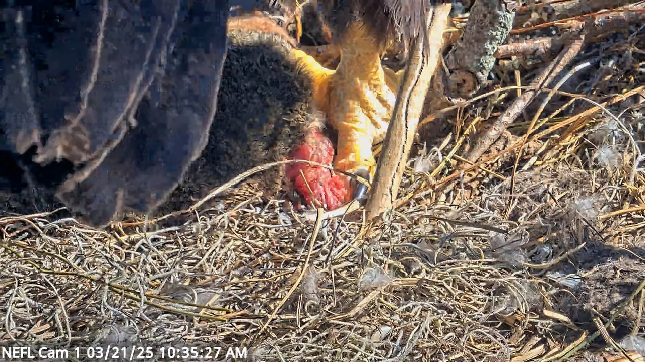 NEFL Cam 1 — tiešraidē Bald Eagle Cam 13-34-21 screenshot