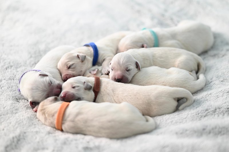 white-puppies.jpg