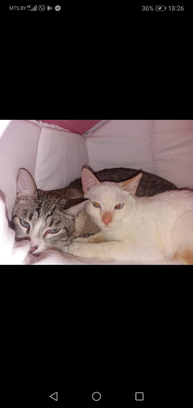 Ариэль и Джулиан