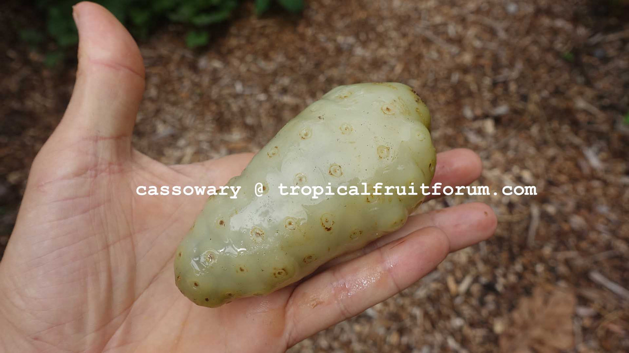 nonii smooth skin cassowary