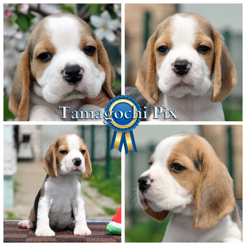 !!!!!!!!!!!!!!!!!!!!MyCollages(11)(1)