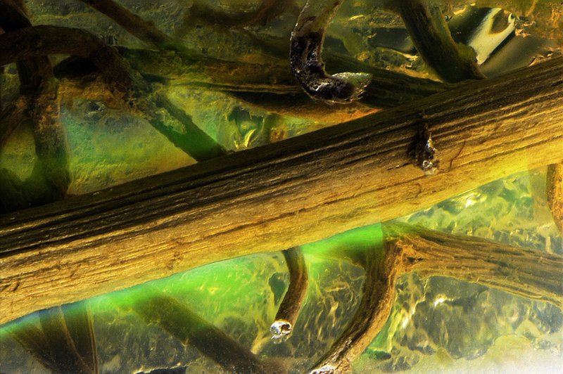 wood-in-opal.jpg
