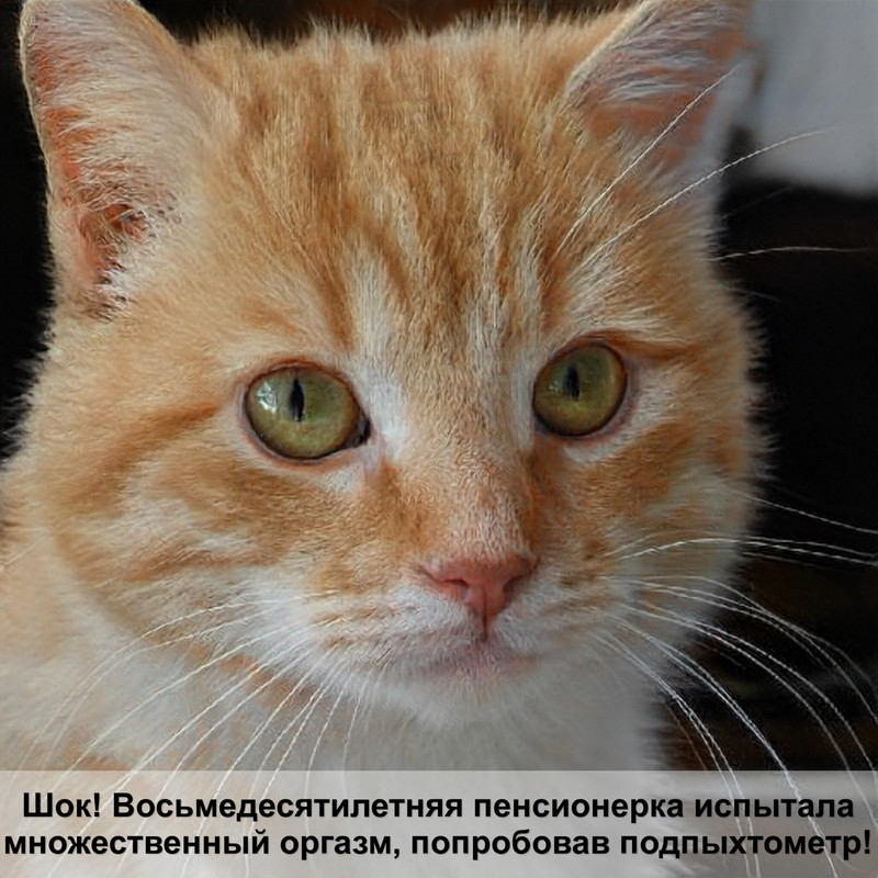 картинки больших кошек