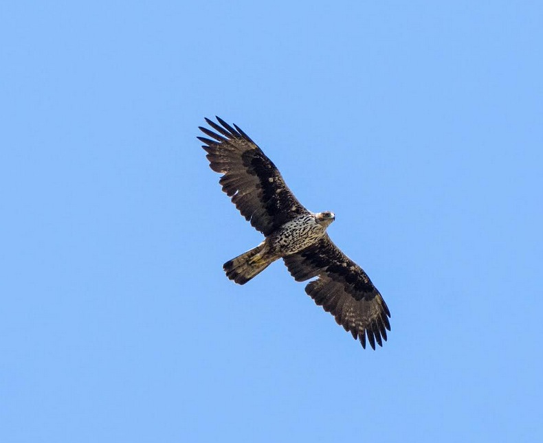«ΣΠΙΖΑΕΤΟΣ-AQUILA FASCIATA: ΓΝΩΡΙΖΟΝΤΑΣ ΤΟΝ ΑΕΤΟ ΤΗΣ ΜΕΣΟΓΕΙΟΥ» - ΕΡΓΑΣΤΗΡΙ ΓΙΑ ΠΑΙΔΙΑ ΣΤΟ ΜΟΥΣΕΙΟ ΜΑΣΤΙΧΑΣ ΧΙΟΥ