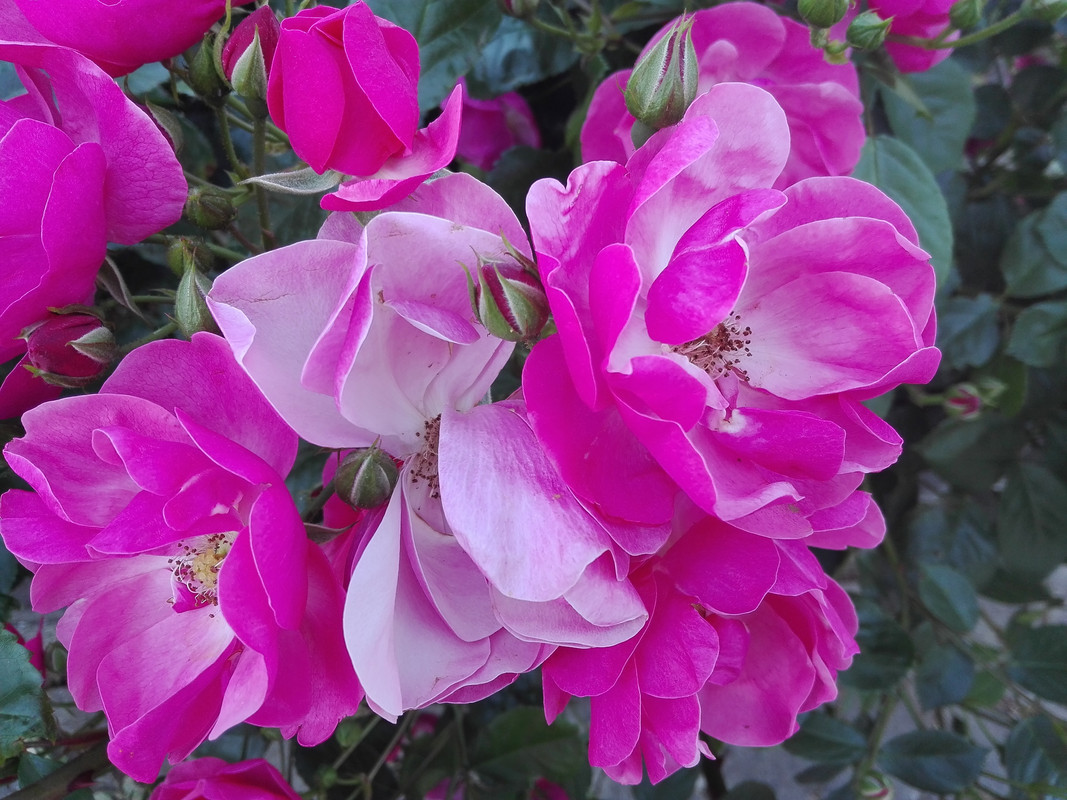 roses 1