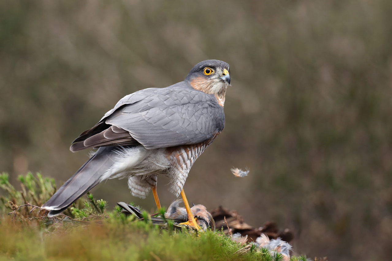 Een sperwer vanuit een hut gefotografeerd. Ik hoop ooit zo ook eens een wespendief voor de lens te krijgen.