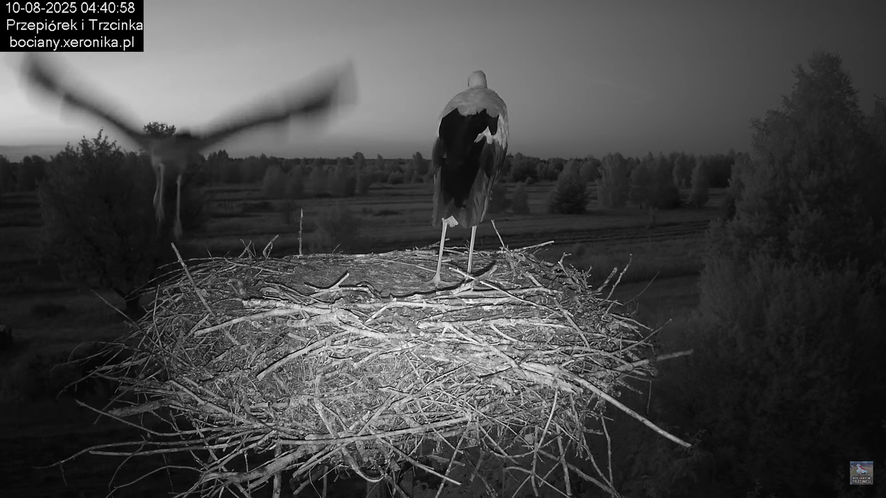 10082025bociany4