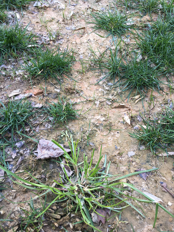 is this poa trivialis, nutsedge, or some other type of cool season