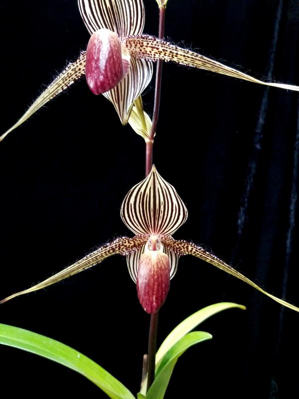 Paph rothschildianum | Slippertalk Orchid Forum