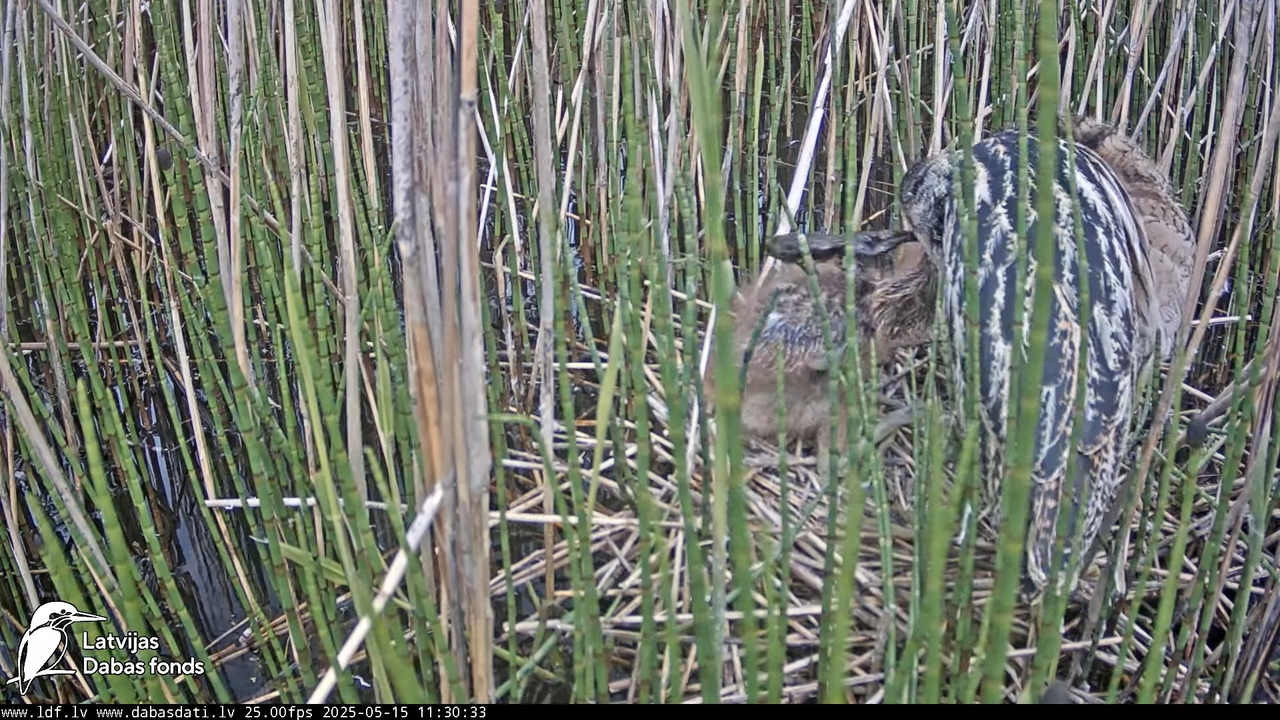 LDF Lielais dumpis (Botaurus stellaris) Zemītes pagastā 14-39-8 screenshot (1)