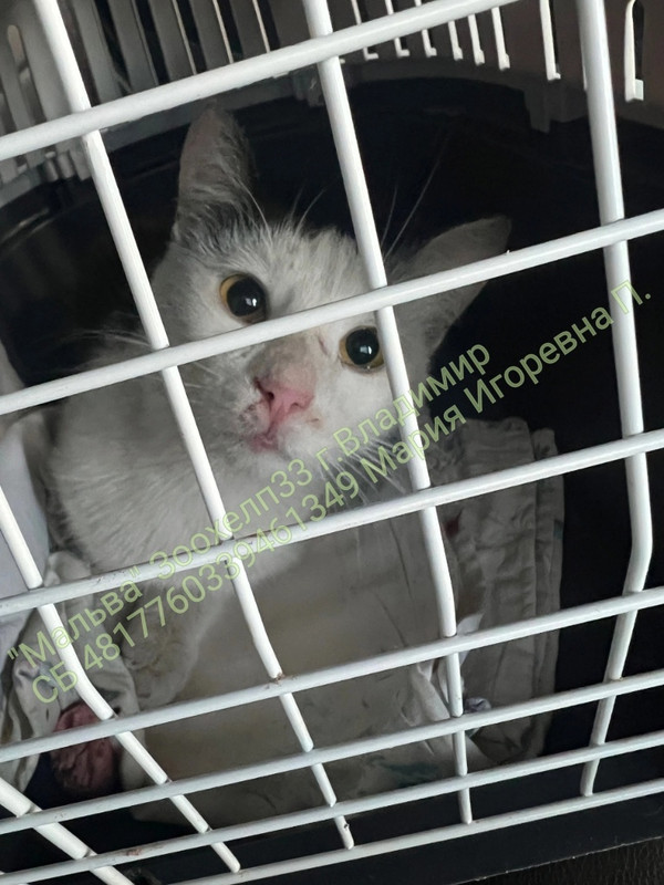 kYGO-91GekwC6TZ2DU4SiyyRlD3LWIXxd0sz7UL_VPj0qhwN03gcEkFI32P_DlkFoCX0vIgc-797kXiomOc9GW5r