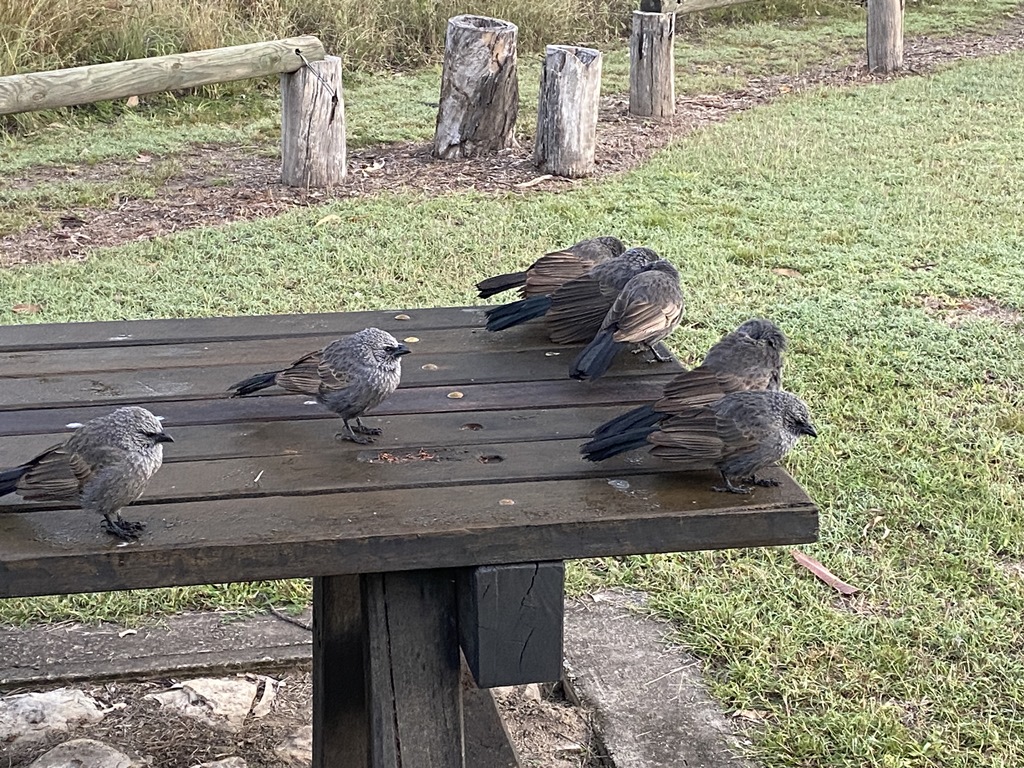 2022 (Jun) - Central (Nth) Qld Solo Trip(web) (140)