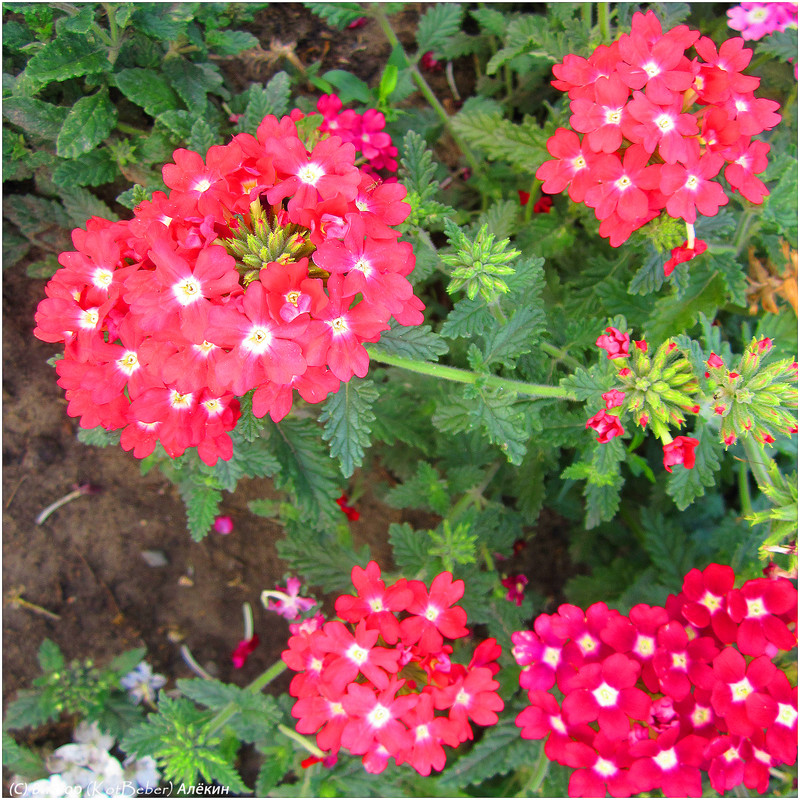 7-IMG-8805-1