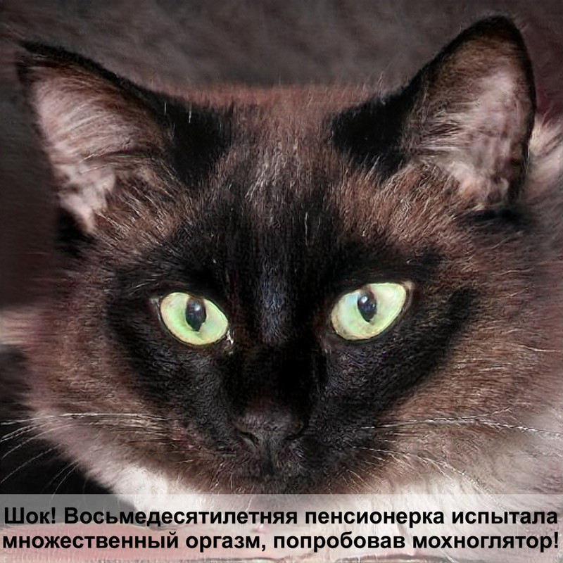 уличная кошка черепахового окраса