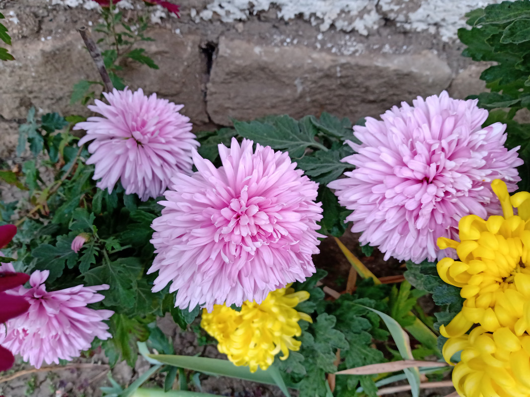 IMG_20221115_082003197