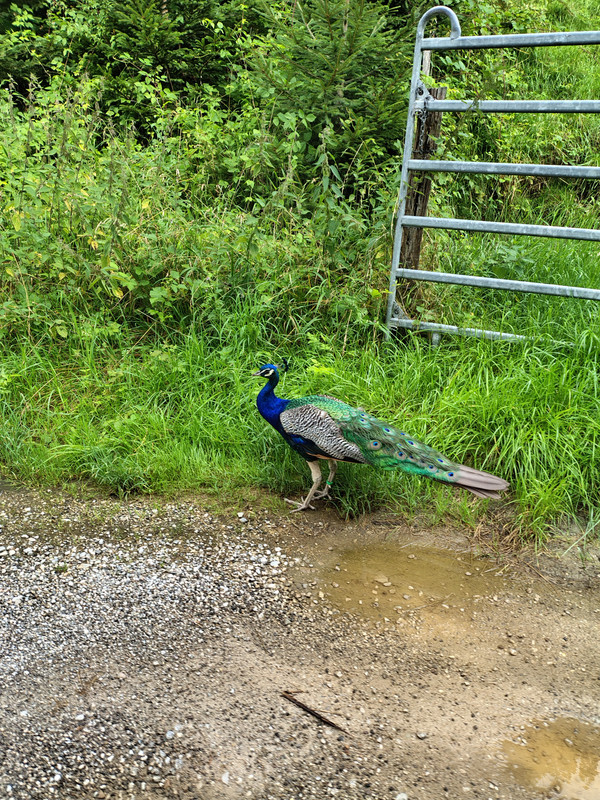 IMG_20250714_093206770_HDR