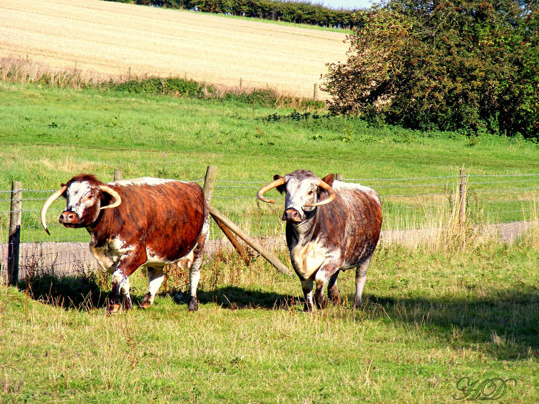 Cattle-tew-farm-HD.jpg