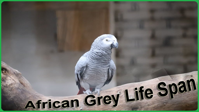 African Grey Life Span
