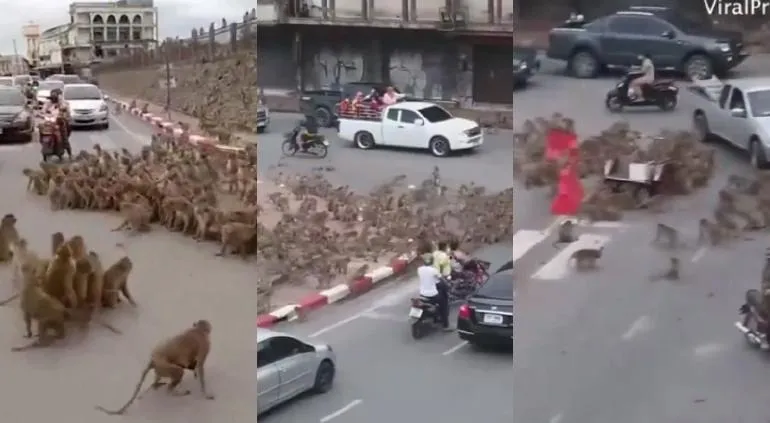 Video viral: monos rivales protagonizan enfrentamiento en las calles de Tailandia