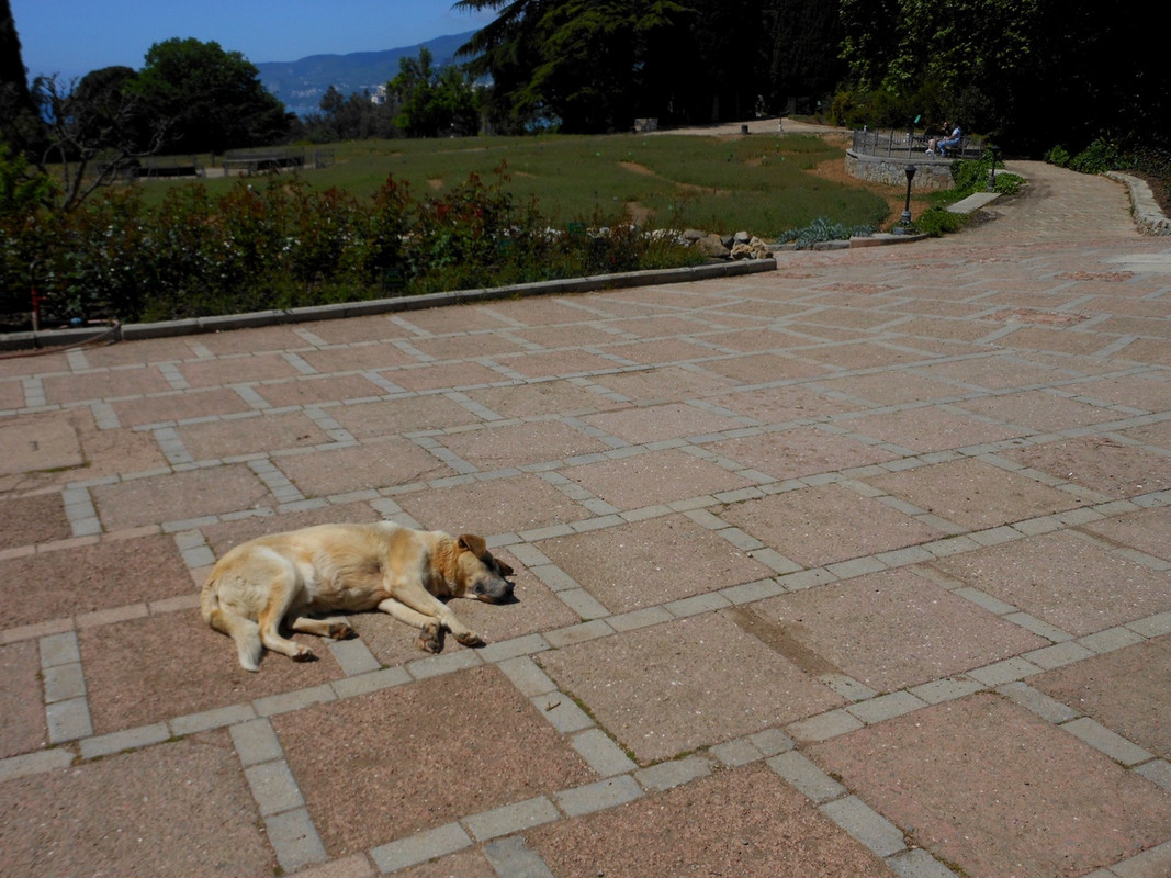 пёс у флоры2