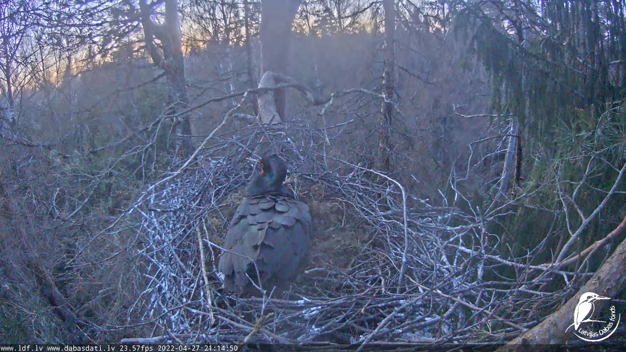 Melnais stārķis (Ciconia nigra) Siguldas novadā - LDF tiešraide 15-3-35 screenshot