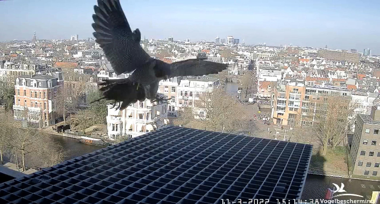 amsterdam - Amsterdam/Rijksmuseum screenshots © Beleef de Lente/Vogelbescherming Nederland Video-2022-03-11-151656-Moment-4